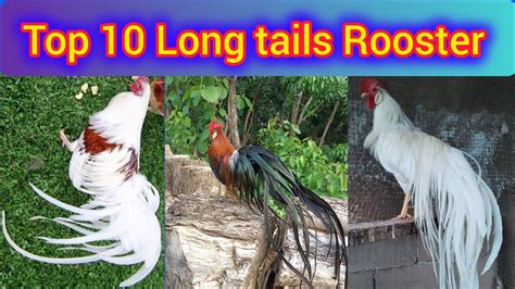 do chickens have tails|phoenix long tail chickens.